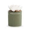 Succulent Oil Diffuser