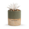 Succulent Oil Diffuser