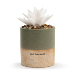 Succulent Oil Diffuser