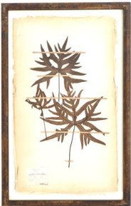 Assorted 30 Inch Dried Fern Botanicals in Rust