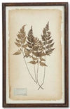 Assorted 30 Inch Dried Fern Botanicals in Rust