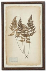 Assorted 30 Inch Dried Fern Botanicals in Rust