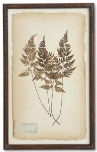 Assorted 30 Inch Dried Fern Botanicals in Rust