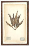 Assorted 30 Inch Dried Fern Botanicals in Rust