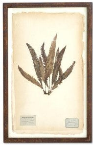 Assorted 30 Inch Dried Fern Botanicals in Rust