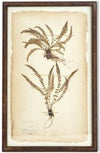 Assorted 30 Inch Dried Fern Botanicals in Rust