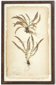 Assorted 30 Inch Dried Fern Botanicals in Rust
