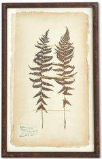 Assorted 30 Inch Dried Fern Botanicals in Rust