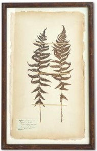 Assorted 30 Inch Dried Fern Botanicals in Rust