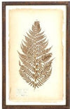 Assorted 30 Inch Dried Fern Botanicals in Rust