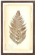 Assorted 30 Inch Dried Fern Botanicals in Rust