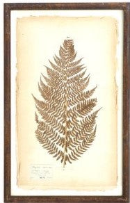Assorted 30 Inch Dried Fern Botanicals in Rust