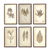 Assorted 30 Inch Dried Fern Botanicals in Rust