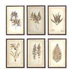 Assorted 30 Inch Dried Fern Botanicals in Rust