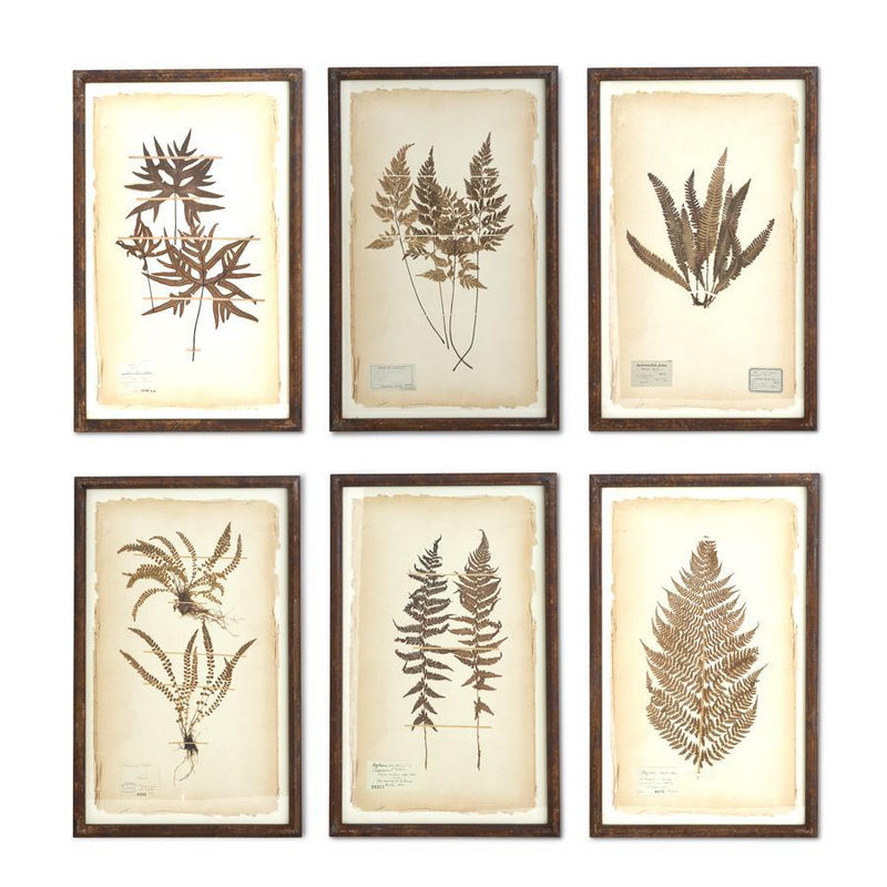 Assorted 30 Inch Dried Fern Botanicals in Rust