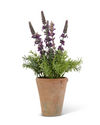 Purple Lavender in Clay Pot