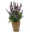 Purple Lavender in Clay Pot