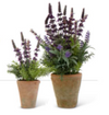 Purple Lavender in Clay Pot