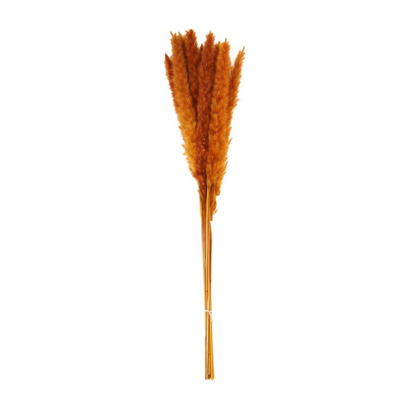 Burgundy Preserved Pampas Grass