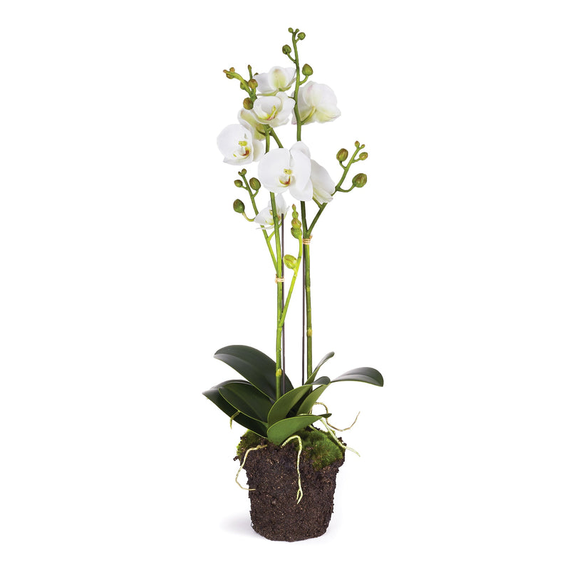 Phalaenopsis X 2 Drop-In, 23"