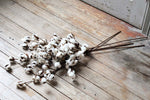 Large Cotton Stems