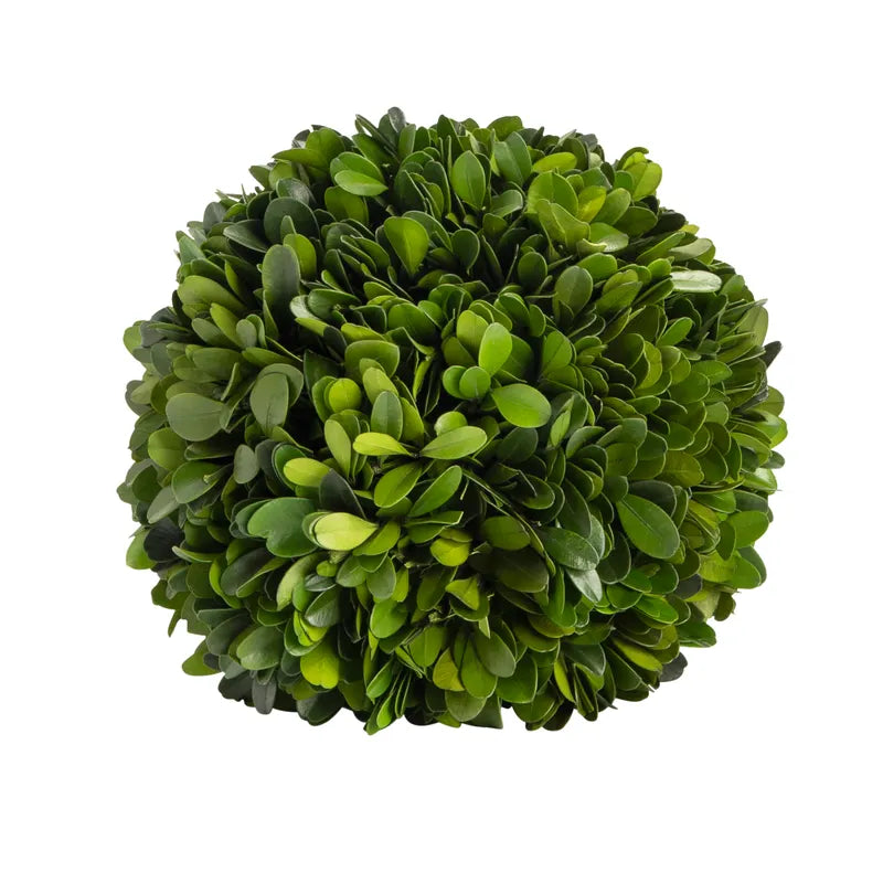 PRESERVED BOXWOOD 6" BALL