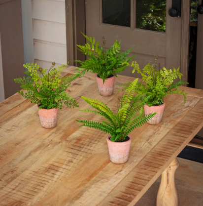 Potting Shed Fern