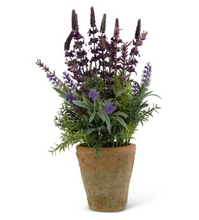Load image into Gallery viewer, Purple Lavender in Clay Pot
